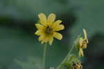 Hairy leafcup